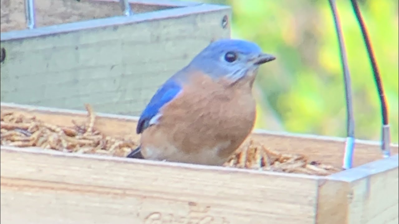 What are the best foods for attracting Bluebirds? Narrated How-To Guide