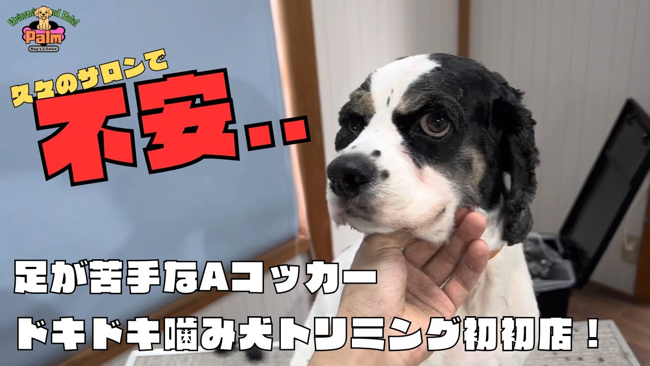 噛み犬トリミング！足が苦手なAコッカー