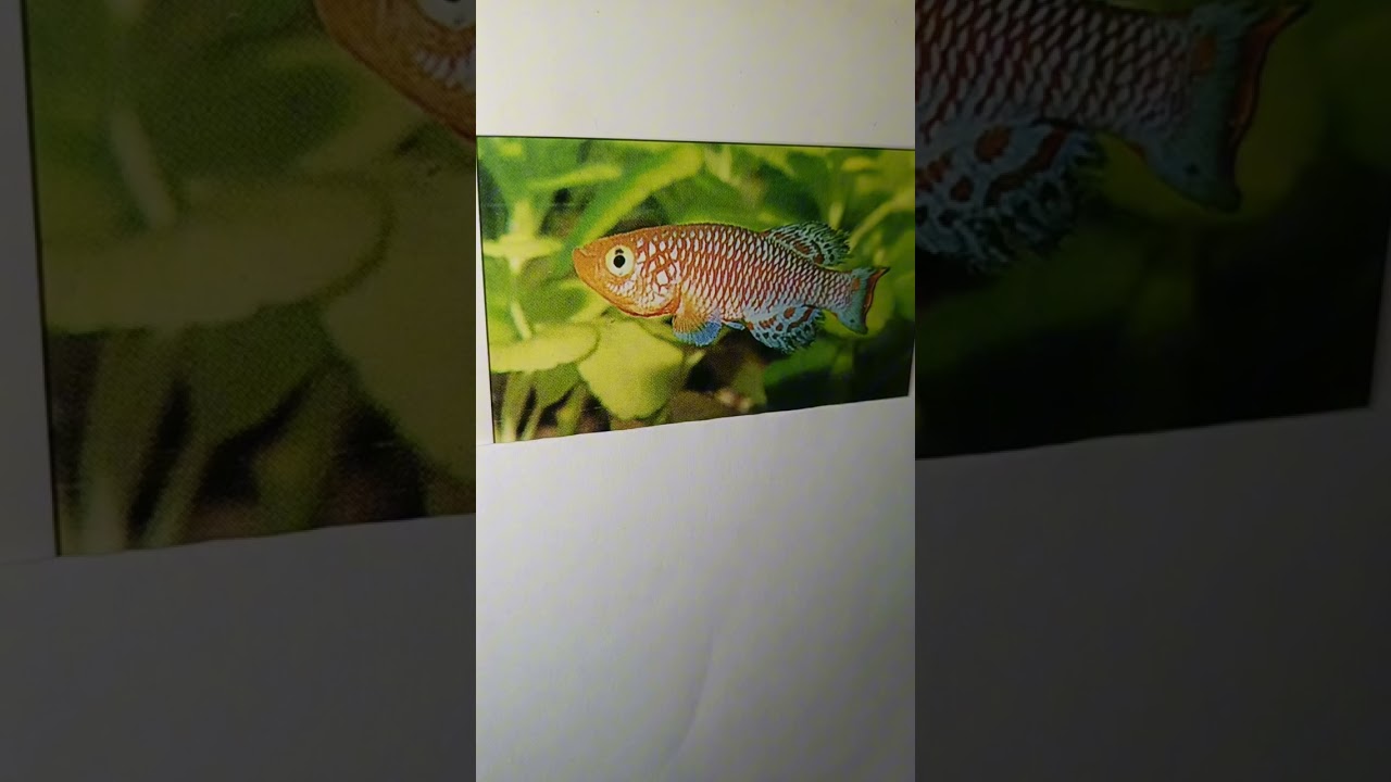 Aquarium Fish - Rachow's Nothobranchius