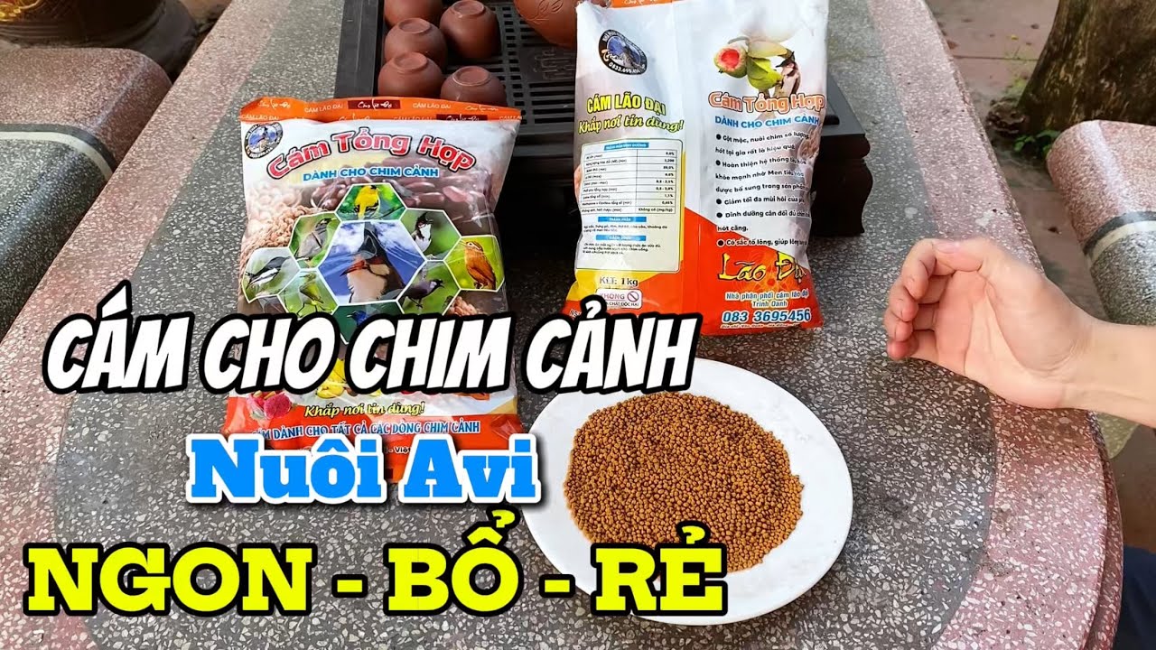 Chim cảnh nu&ocirc;i Avi số lượng n&ecirc;n ăn c&aacute;m g&igrave;?