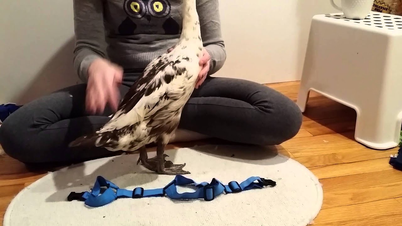 Instructions: How To Put on a 1 Strap Walking Harness