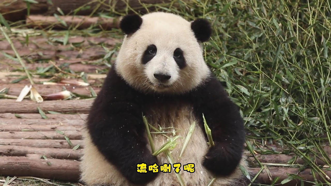 不要当着花花面说她没脖子，小朵朵一动一动地听着谁在说她的坏话，她真的听得懂😂