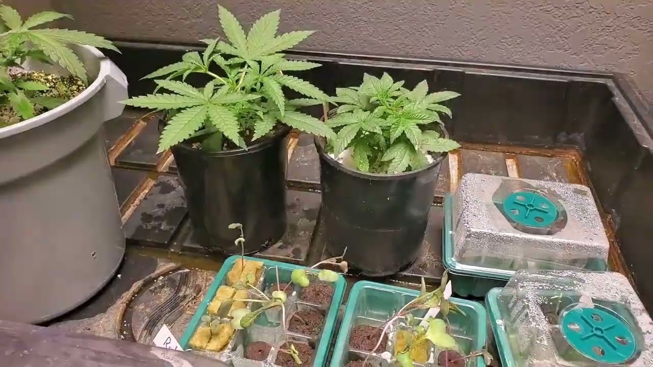 Grow Update in coco with Perfect Nutrients and Perfect Sun LED