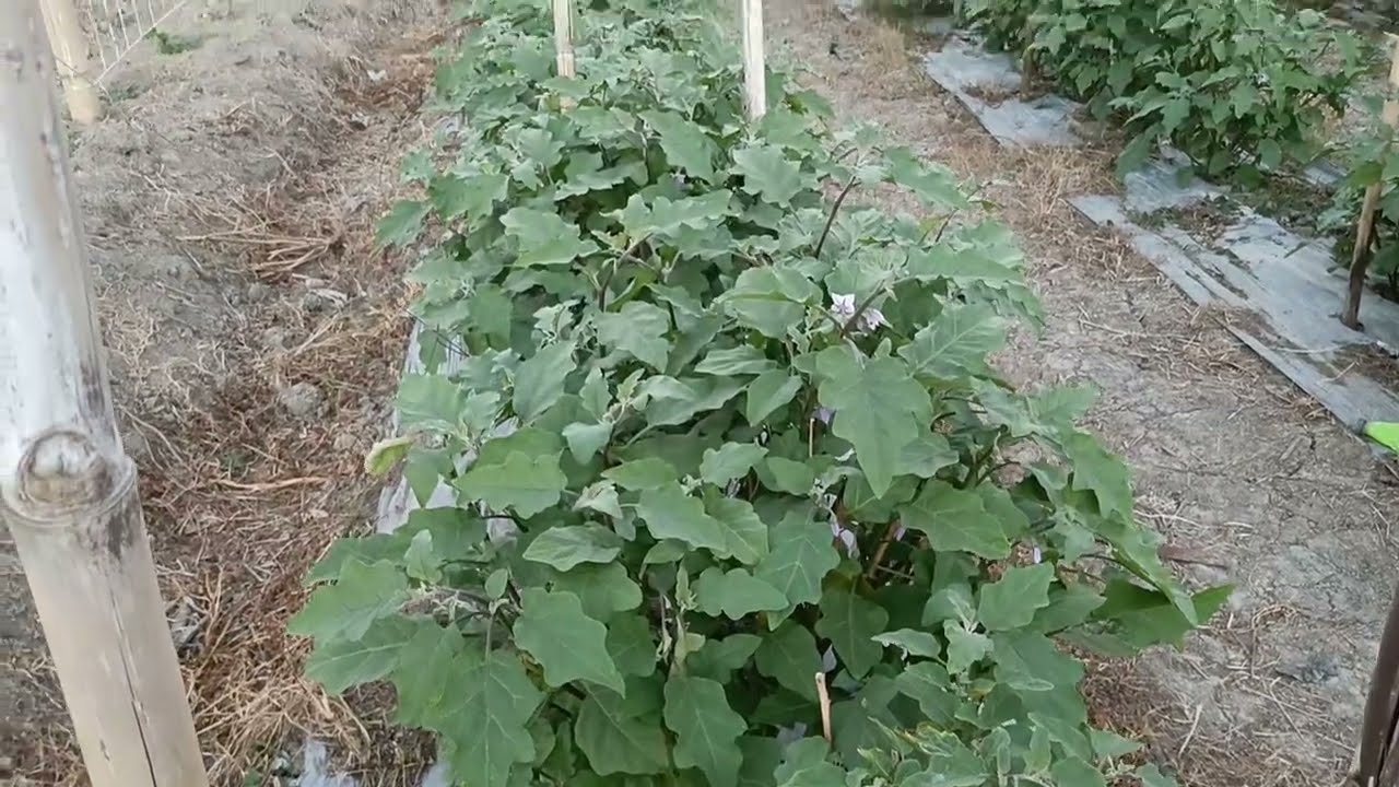 Ito na ang mga update sa Ating mga pananim 🌱 tulad Ng talong kamates at Ampalaya 