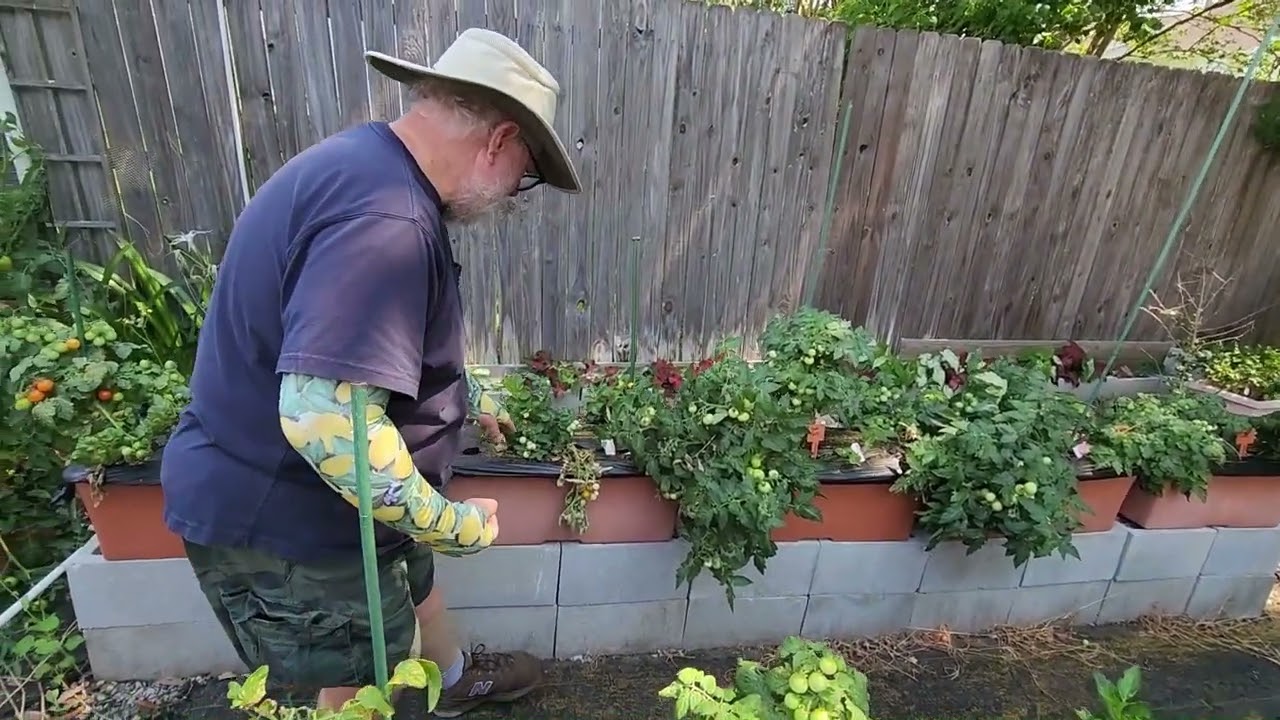 Early Season Micro Tomatoes