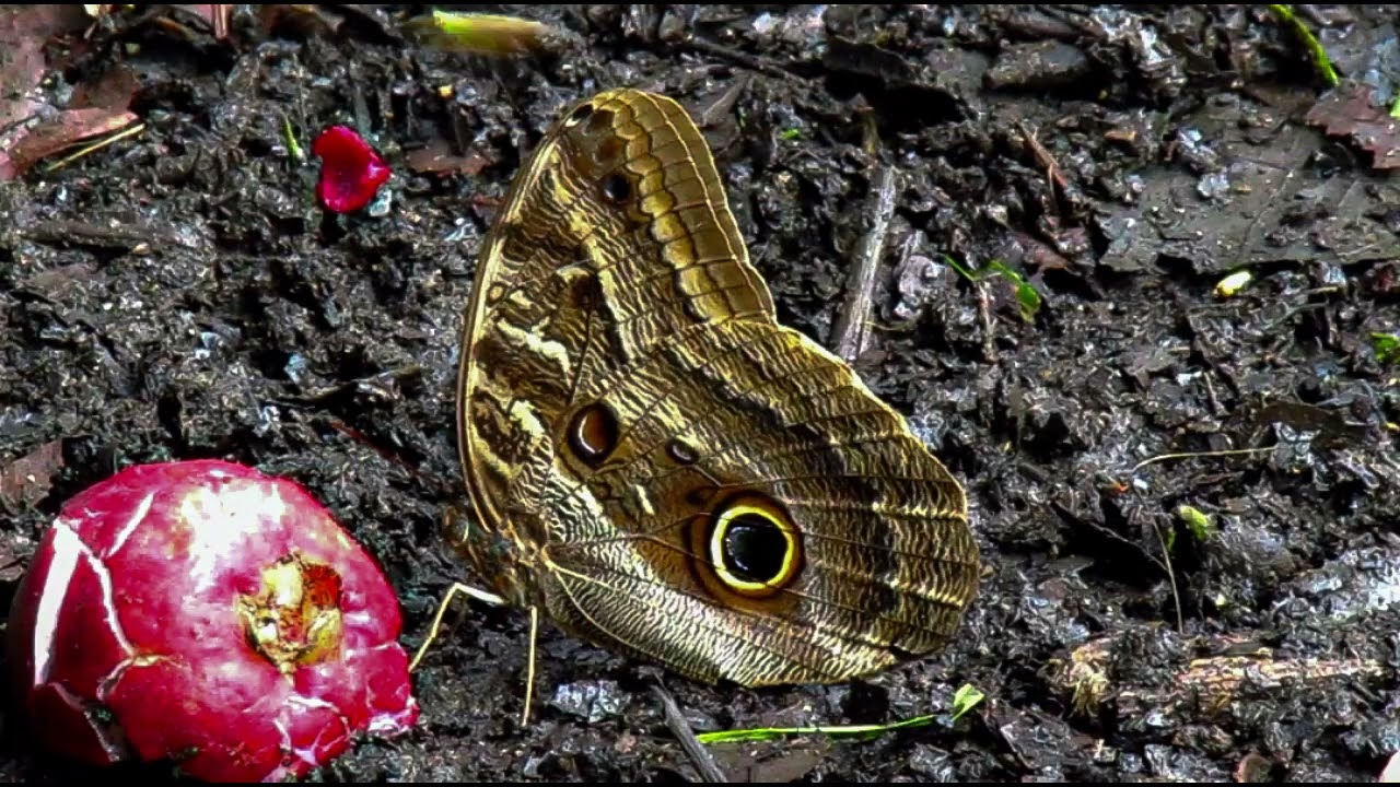 TRADICIONES VIVAS DE LOS GUARDIANES DE LA AMAZONIA