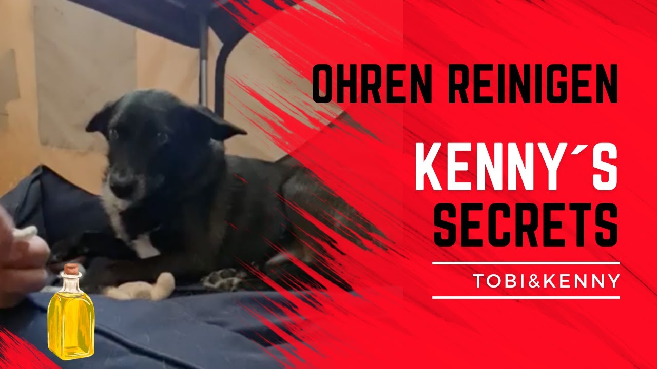 Hunde Ohren pflegen und reinigen mit Olivenöl #hundeliebe
