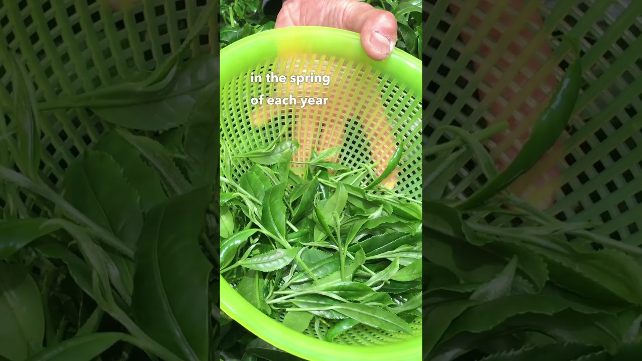 🍃2023 Shincha is here and selling fast! #shincha