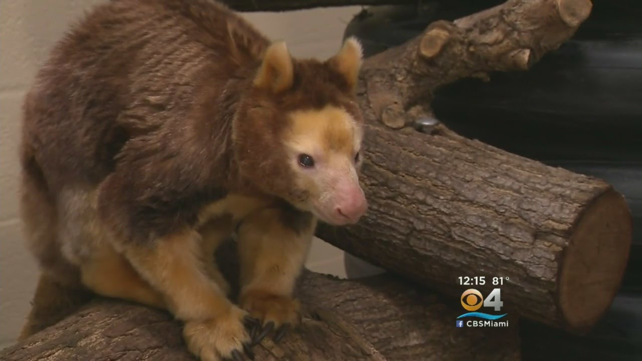 Tree Kangaroo At Zoo Miami Oldest In Recorded History