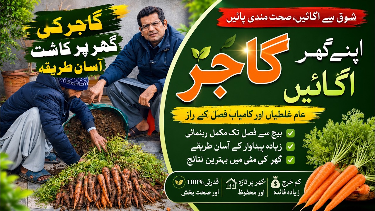 Carrot Harvest From Grow Bag 🥕 | Do & Don’t That Every Gardener Must Know