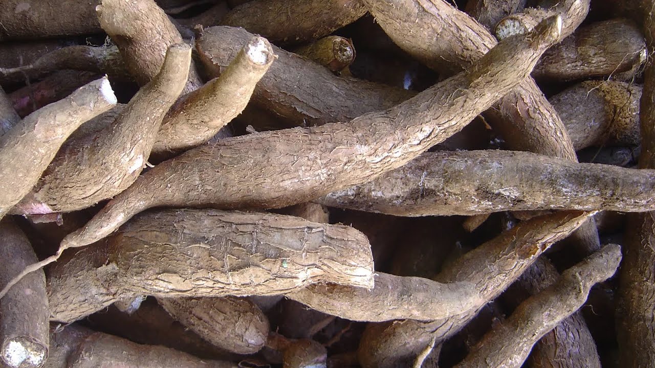 Harvesting local Cassava to Boba Tea / Nagaland 