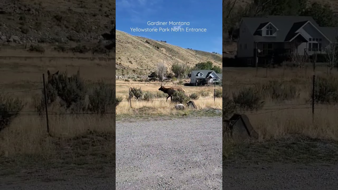 Extreme Close Elk Rut And Bugle