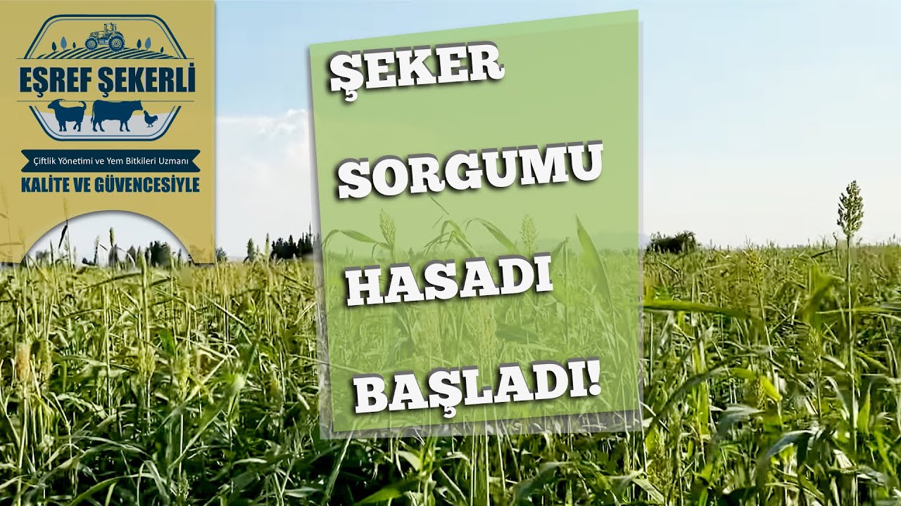 Şeker Sorgumu Silajı Nasıl Biçilir? #ŞekerSorgumu #Silaj