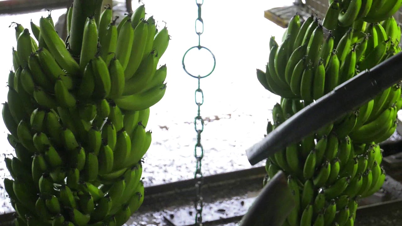 Making biosecurity work for your farm