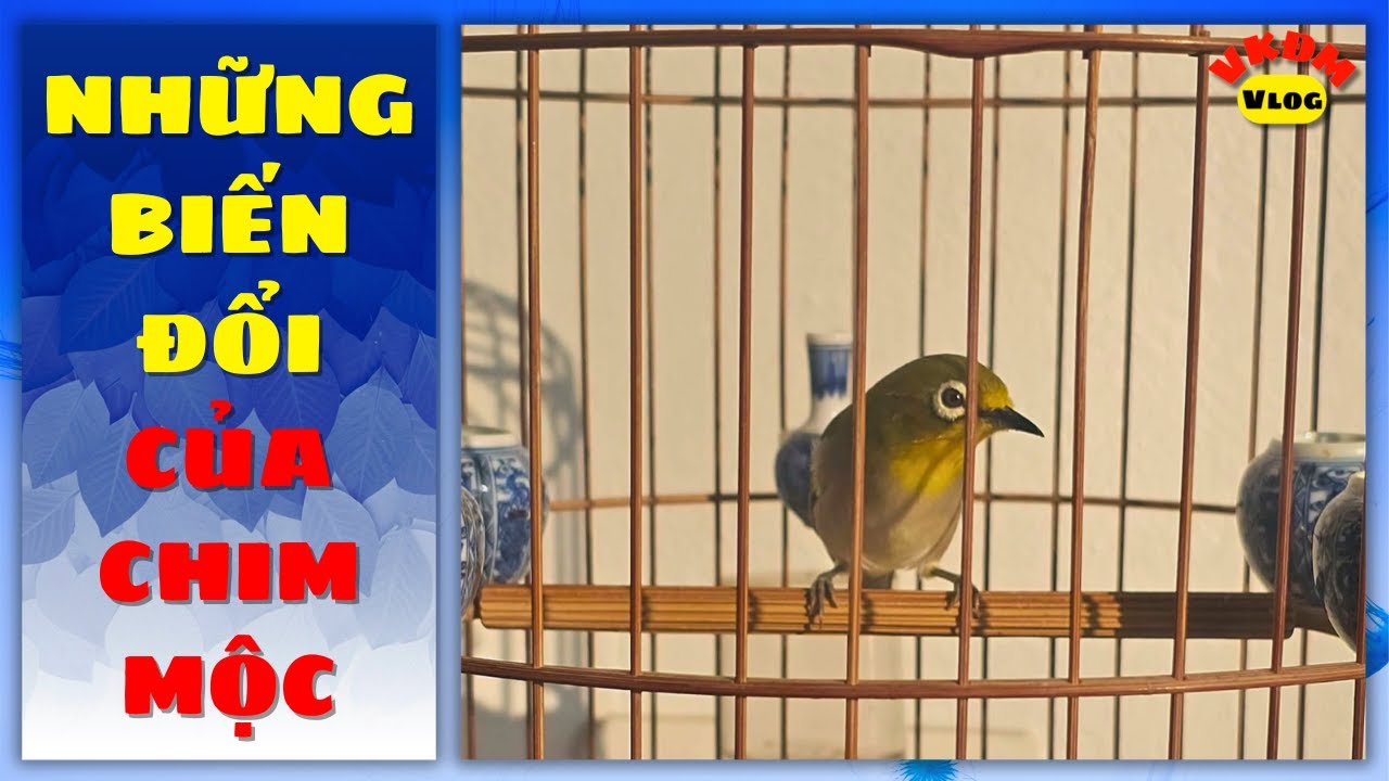 Những thay đổi của chim mộc | VKĐM