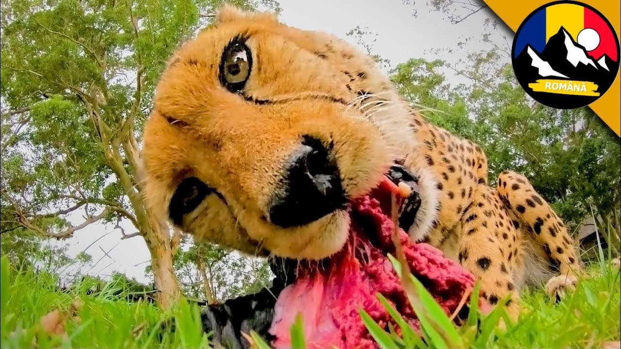 Cel mai rapid prădător din lume: Cheetah vs. Coyote! Fauna sălbatică