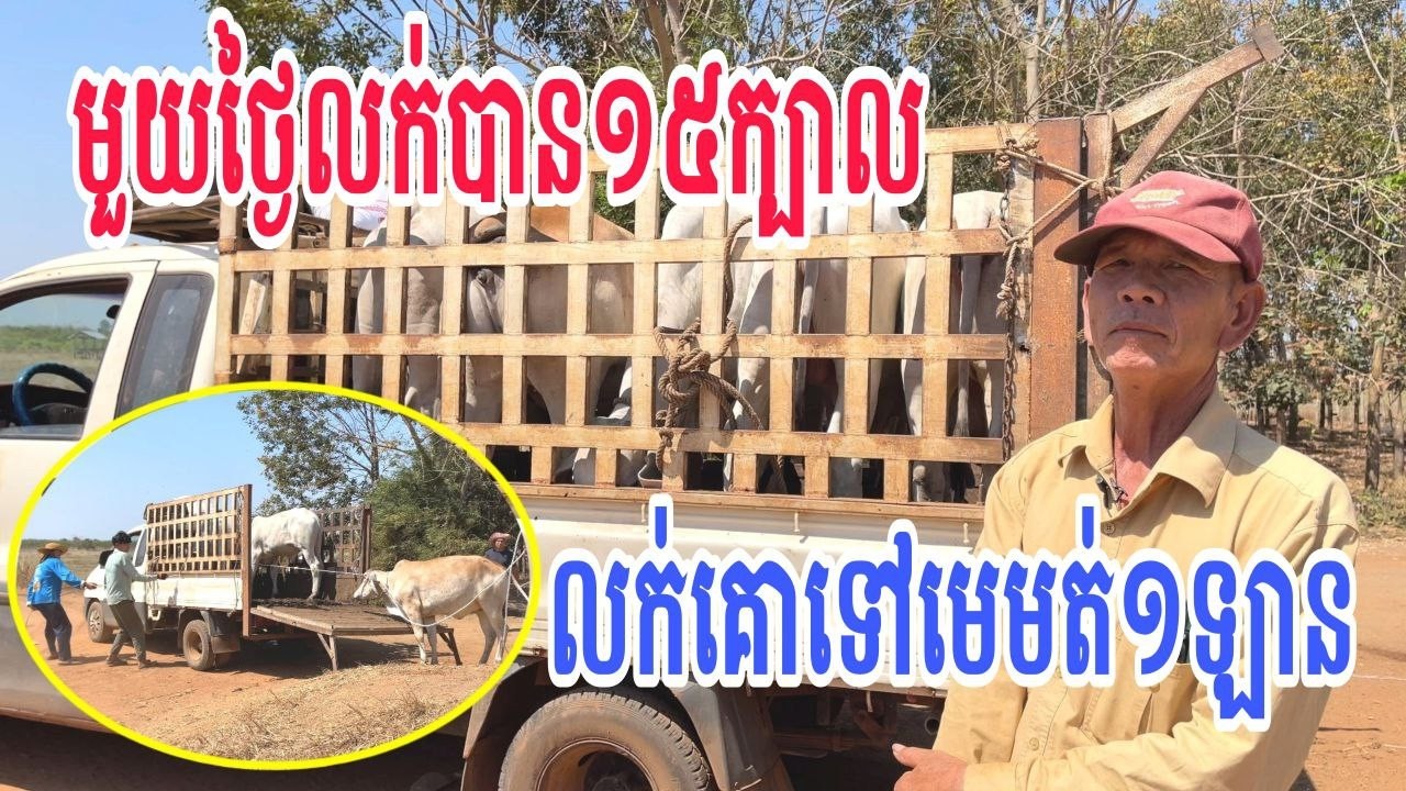 គោឡើងថ្លៃ១ថ្ងៃអាចលក់បាន១៥ក្បាល ថ្លឹងគោឲ្យម៉ូយនៅមេមត់១ឡាន