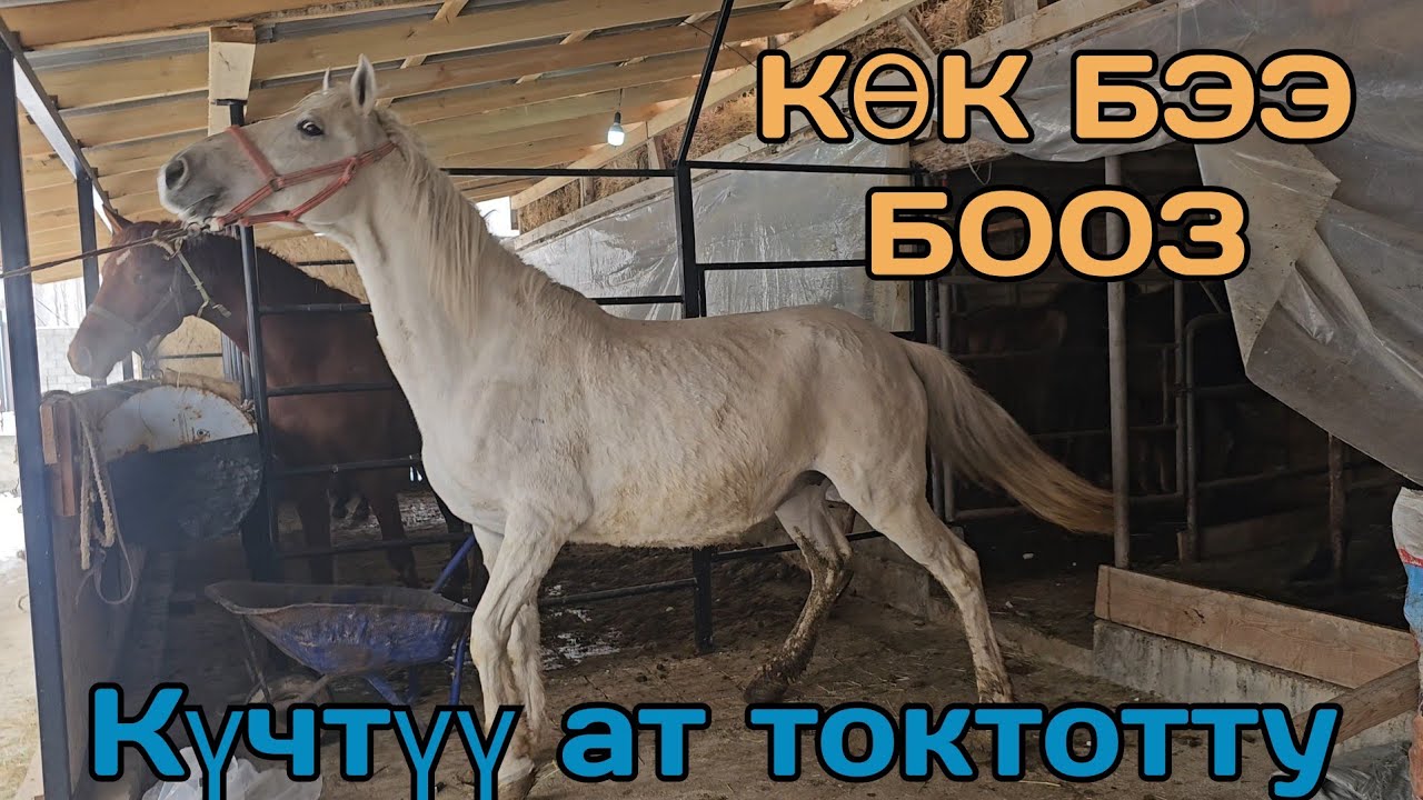 линясы жакшы БООЗ БЭЭ УЧКУНДА🔥6 января 2025 г.