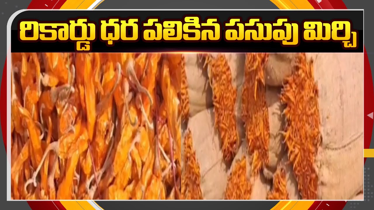 Yellow Mirchi Gets Record Price At Warangal Enumamula Market || TV5 News ApT