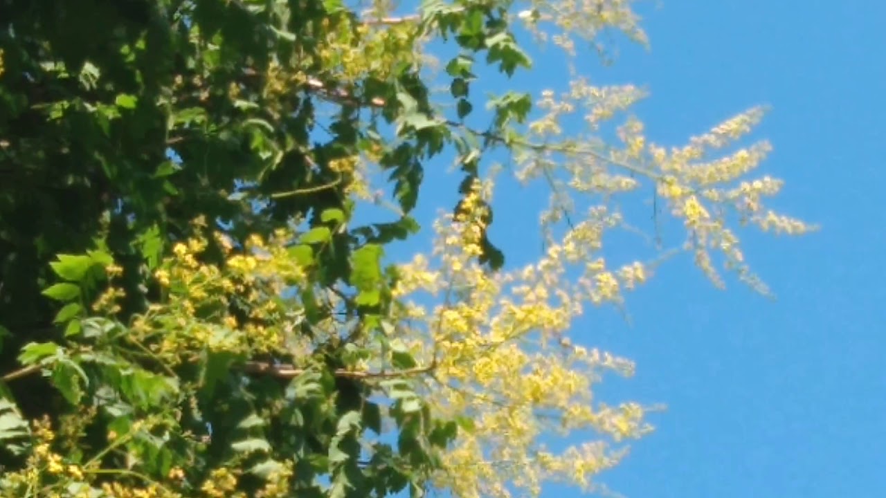 Bees are loving this black walnut bloom today down in the city