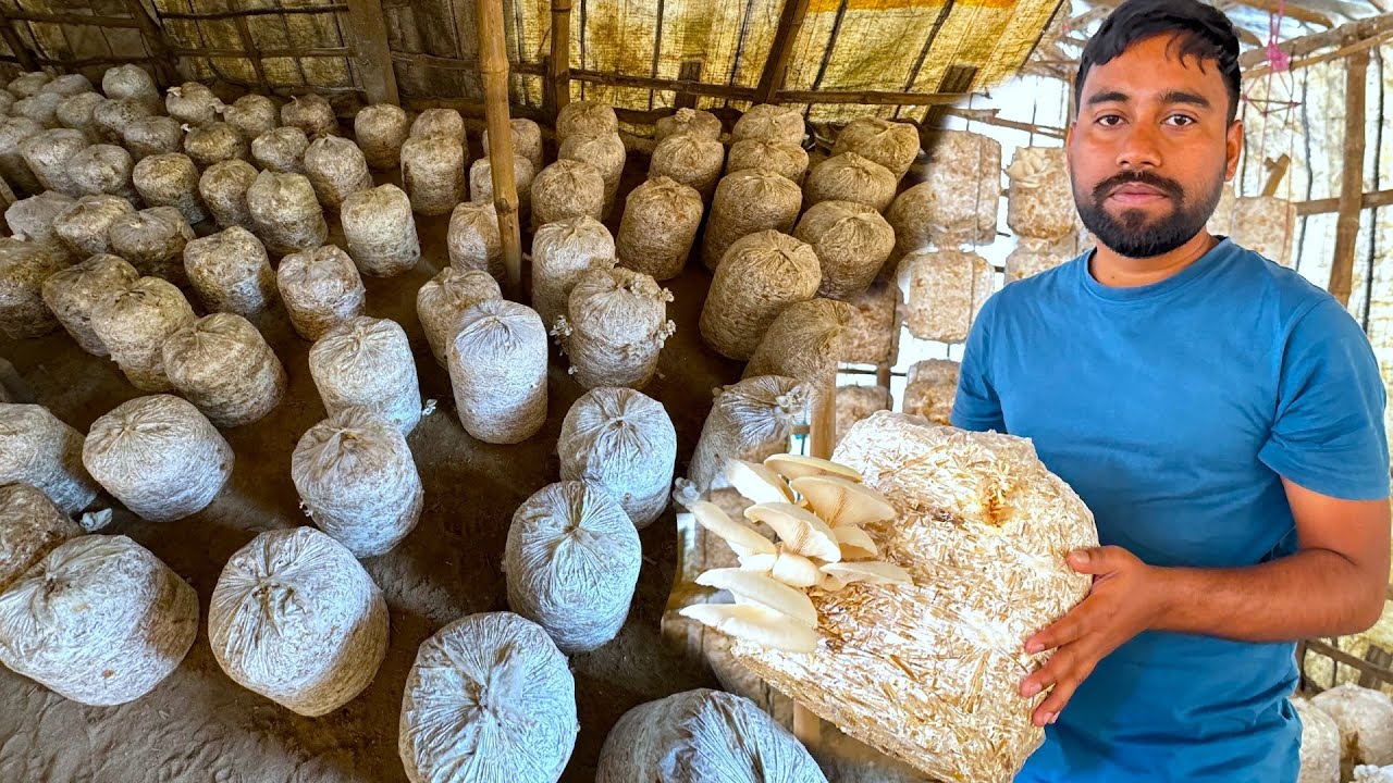 ফার্ম থেকে তাজা মাশরুম এনে রান্না | Farm fresh Oyster Mushroom collect and cooking | villfood