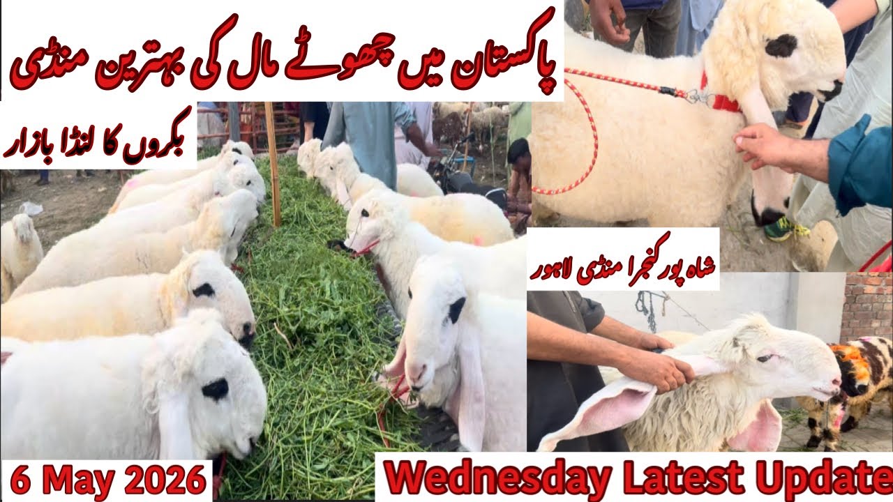 Wednesday Latest Update |Shahpur Kanjra Mandi | Bakra Mandi Lahore | Goat Farming Pakistan |6.5.2026