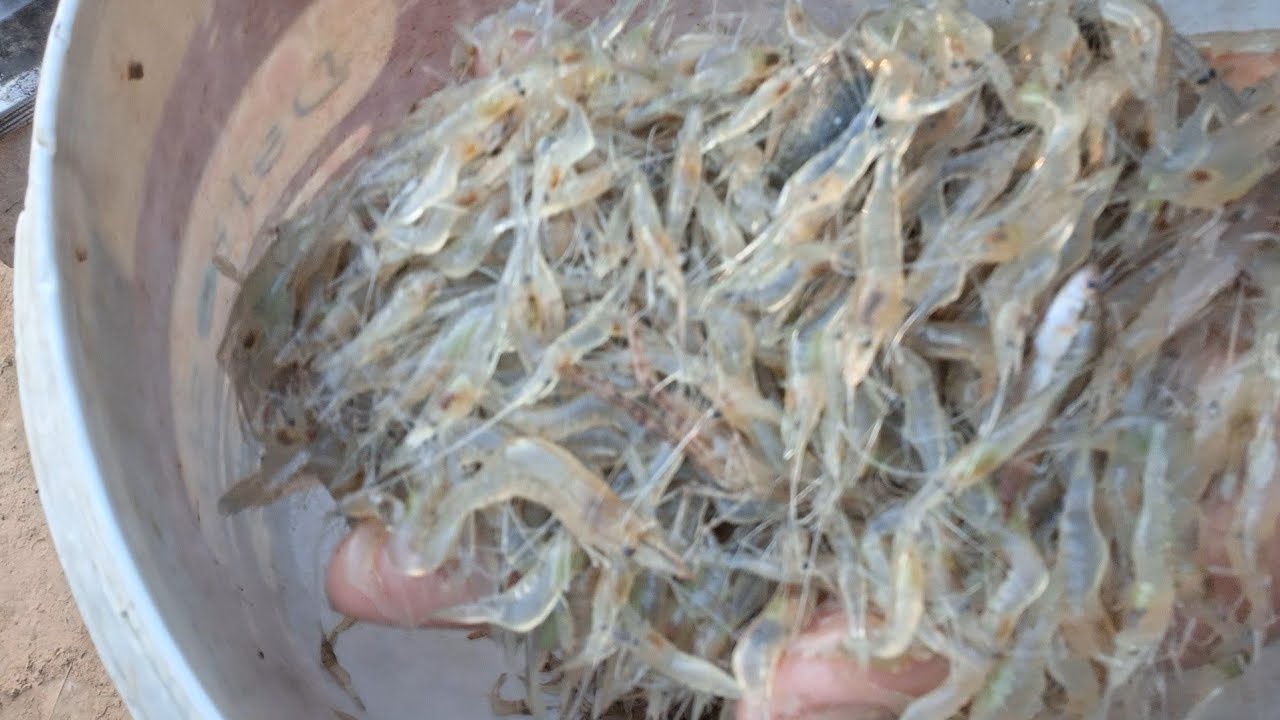 🦞😄หมานกุ้งเสียตุ้มแต่ก็คุ้มอยู่ครับผม 😄พ่อน้องกาย🤭สาวเจ้ย🥰🥰