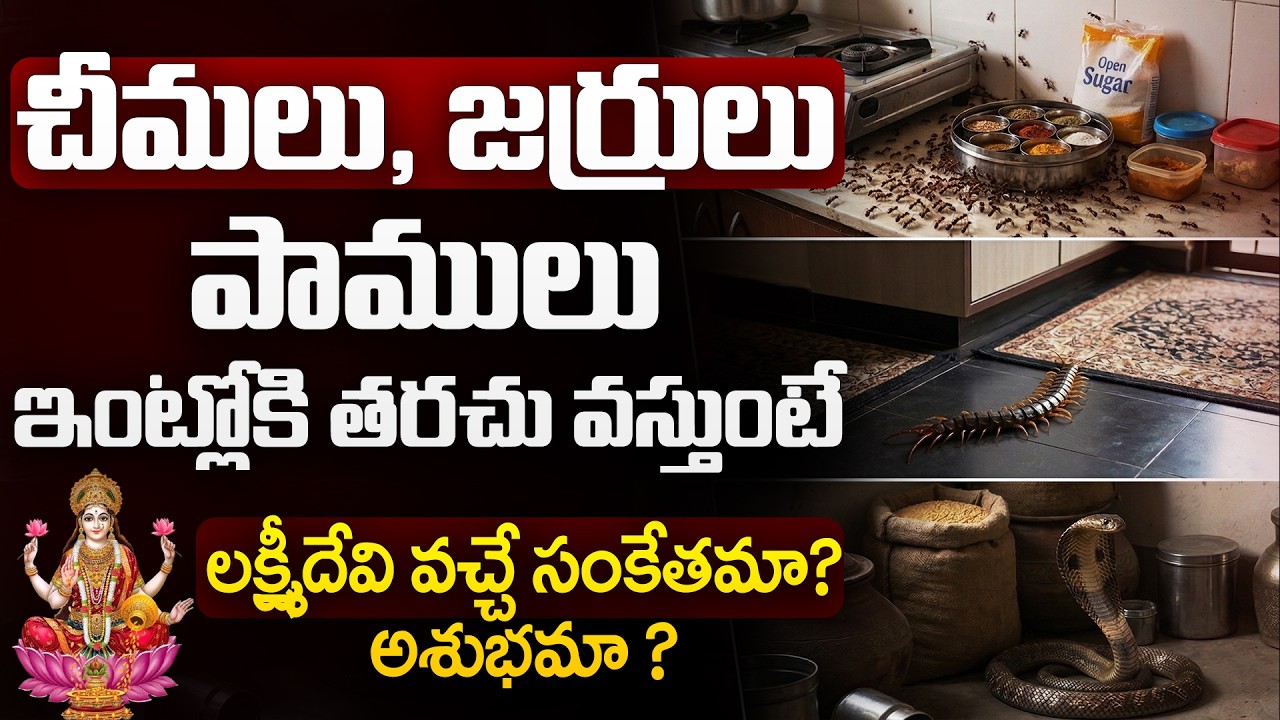 ఇంట్లోకి తరచు చీమలు, జర్రులు వస్తుంటే..? | intloki cheemalu vaste | Vastu & Spiritual Signs