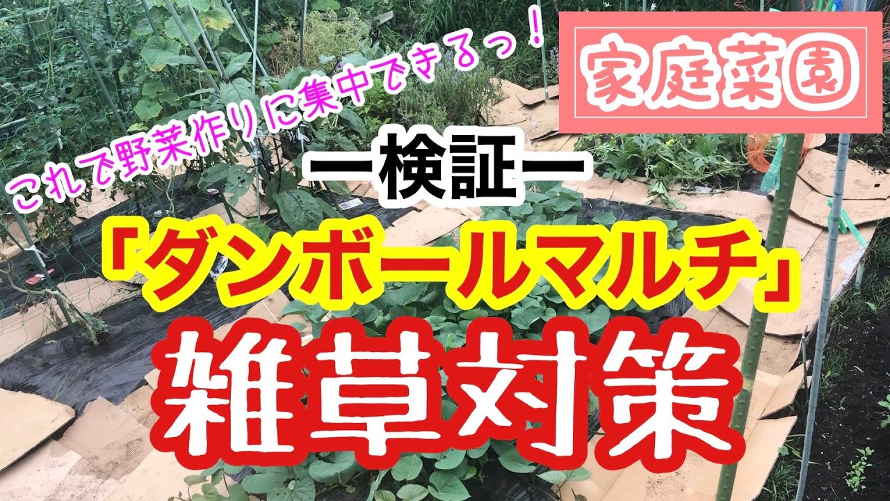 【雑草対策】ダンボールマルチの威力が凄すぎた / これで野菜作りに集中でできるっ！ / 真夏も数ヶ月は除草作業いらず♫【家庭菜園】