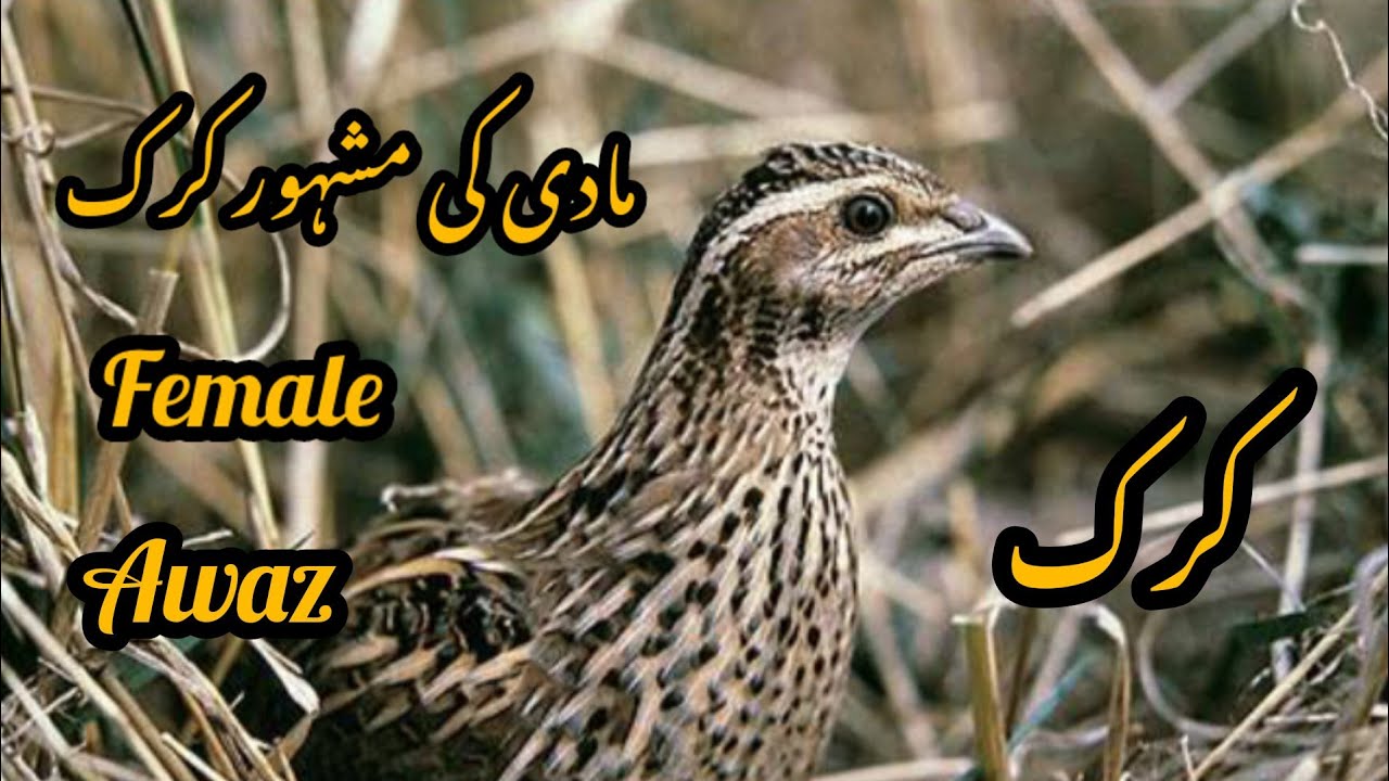 made batair ki krik