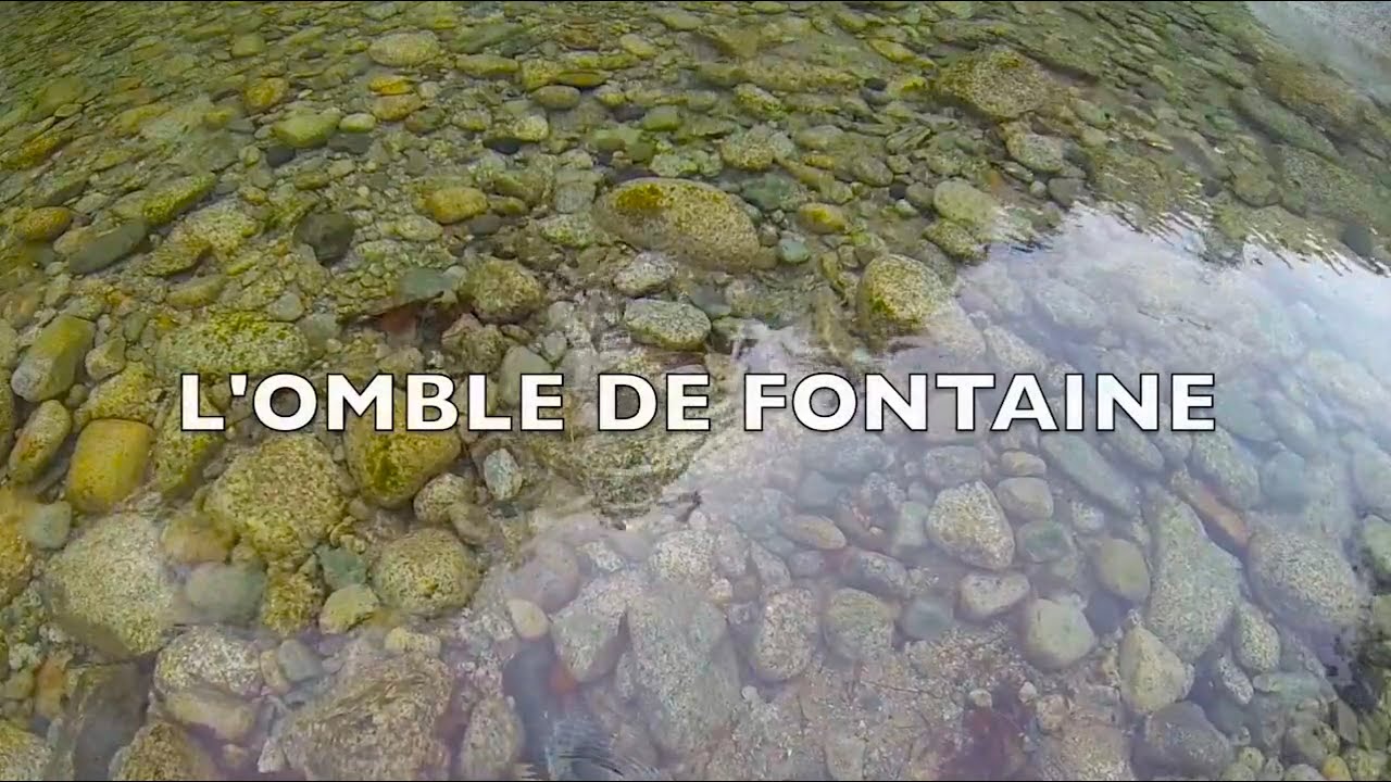 l'Omble de fontaine  du lac de Melo en corse. expédition 2014