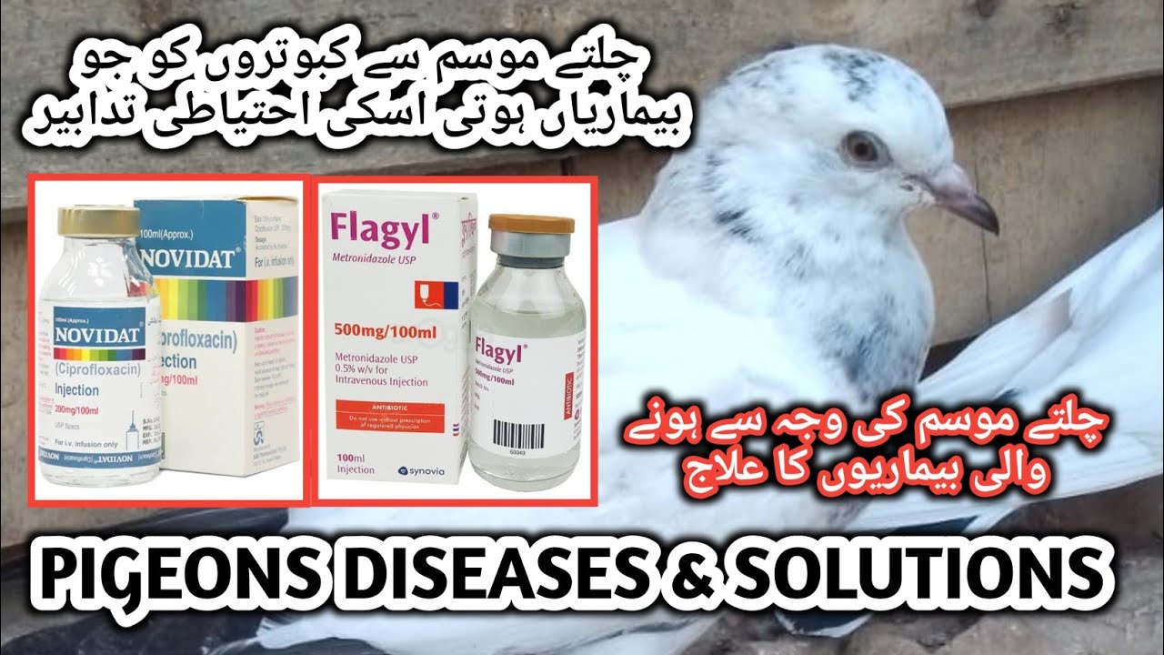 KABOTARU KO SARDI SE KAISE BACHAYE|| BEMAR KABUTARU KA 100 % ILAJ|| #pigeon #disease #solution
