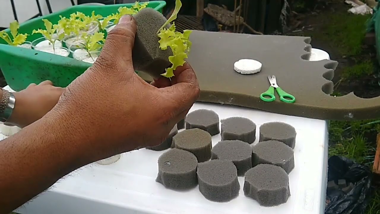 ACUAPONIA CASERA 🐟🌿 Prototipo #1️⃣En Acuario