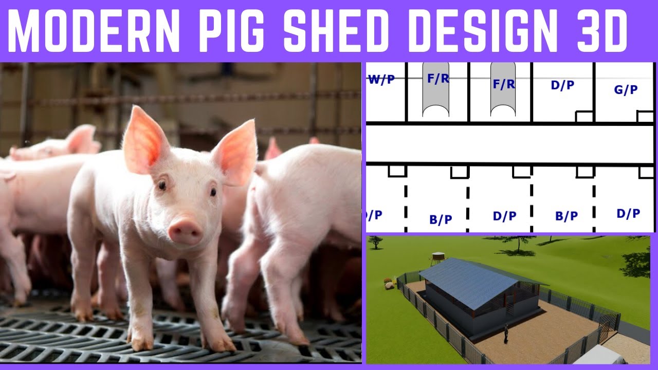 Modern Pig Shed | Pig Shed Design 3D