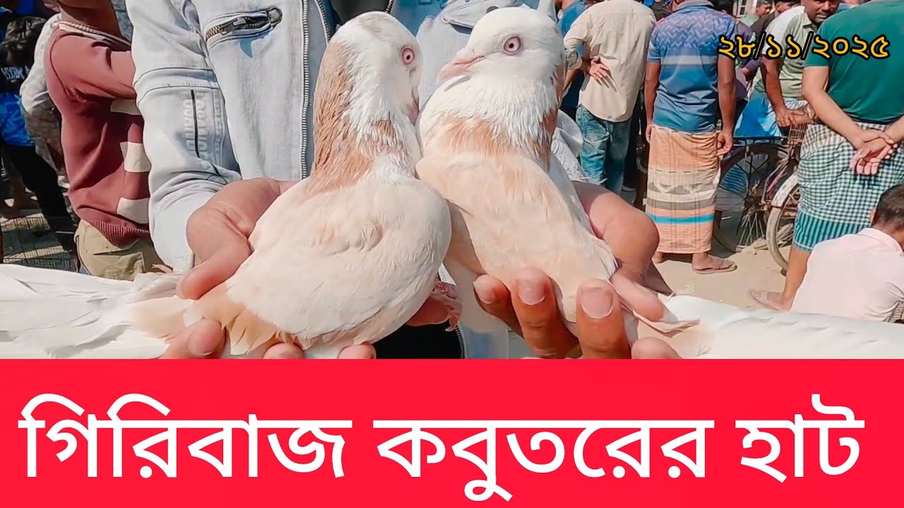 গিরিবাজ কবুতরের আপডেট বাজার দর || Katakhali Pigeon Market || Giribaj Pigeon || Rajshahi BD ||