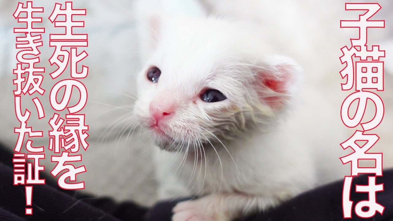 生死の縁を生き抜いた子猫達、その交差するとき