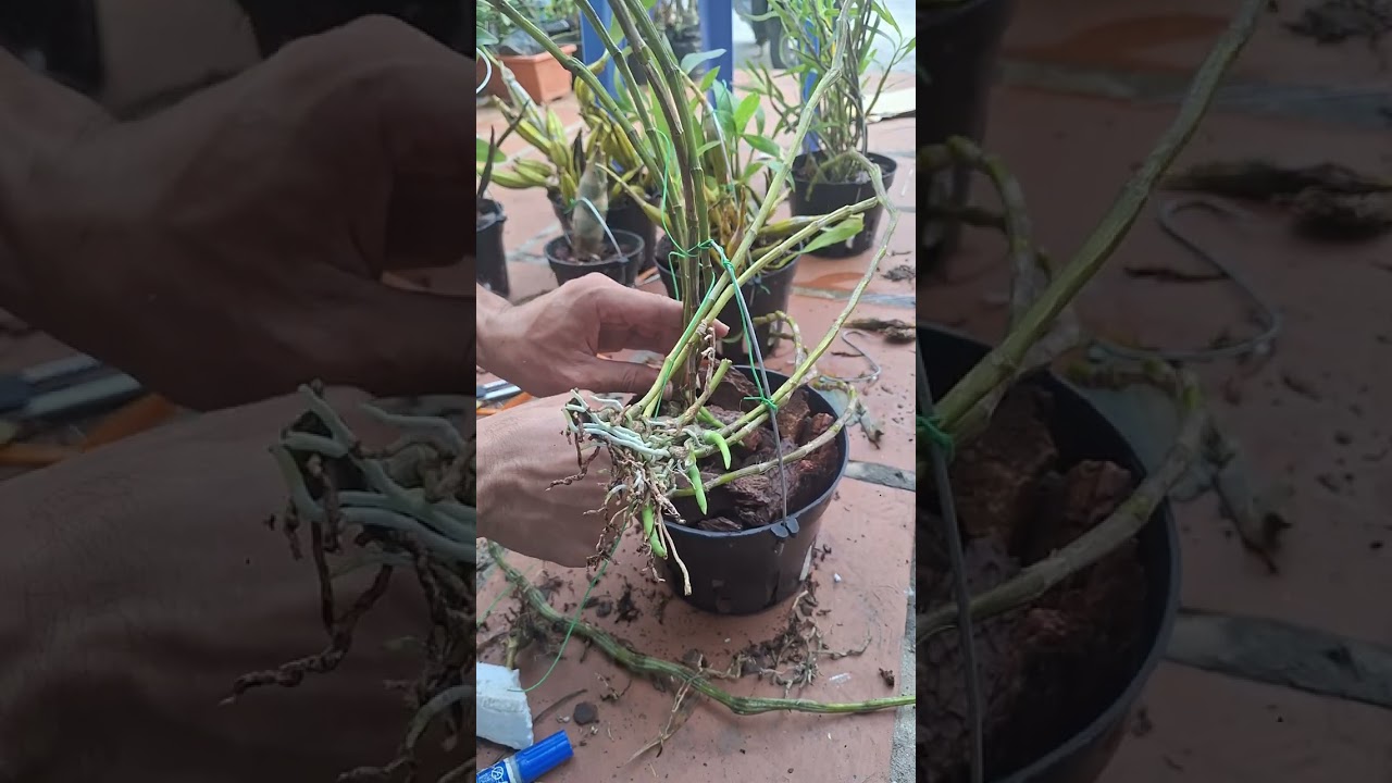 Potting Dendrobium Linawianum harvested from forest with pine bark and foam #linawianum #purplelover