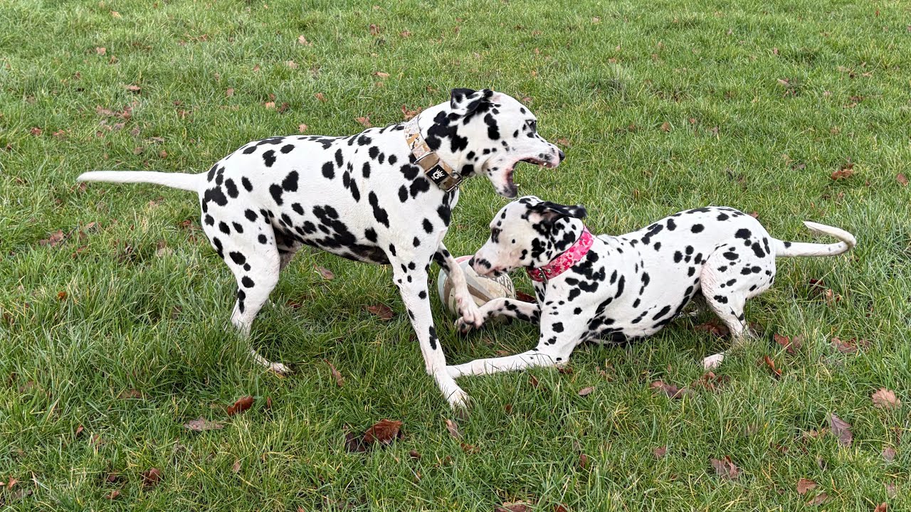 Buddy and Dottie playing with their new toy 🏉 