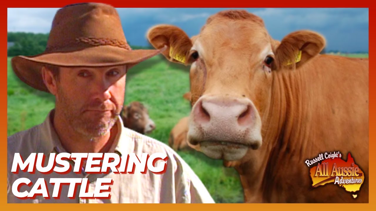 Russell Coight Teaches You How To Muster Cattle | All Aussie Adventures