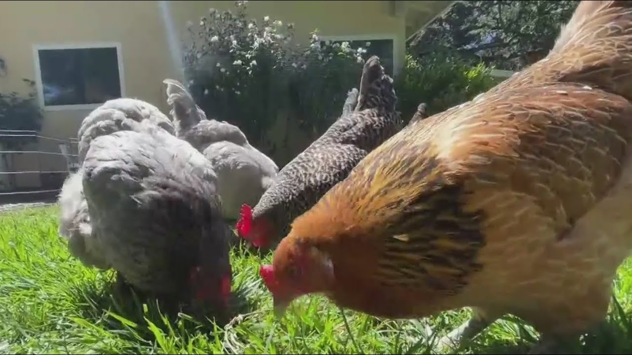 Bird flu outbreak has Bay Area wildlife centers scrambling to isolate from the virus