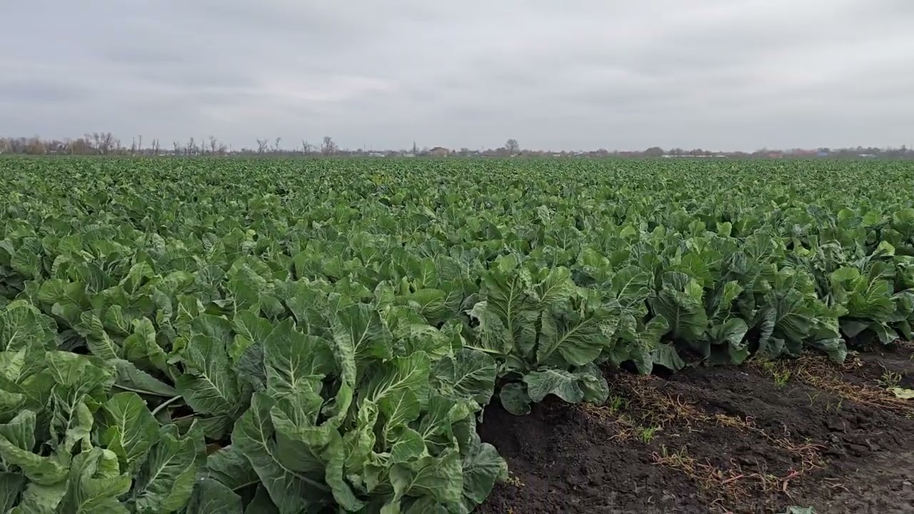 Начало уборки цветной капусты Овиндоли F1, винты отличные. 