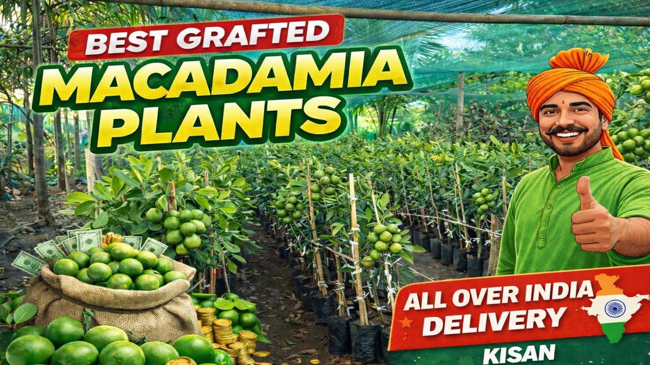 High Yield Grafted Macadamia Nut Plants | Trusted Nursery | GREENVERSE NURSERY || #macadamia 