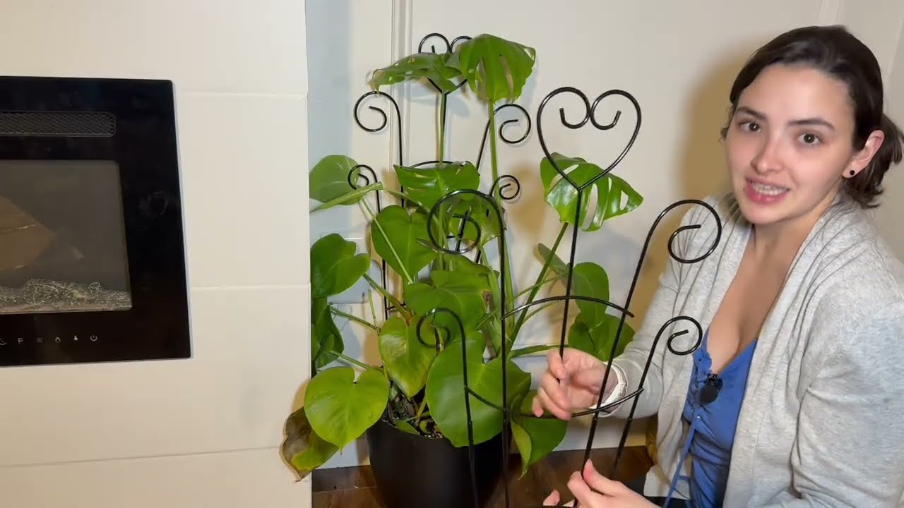 30Inch Plant Trellis for Climbing Plants Outdoor,Indoor Metal | Why I'm loving it! #amazoninfluencer