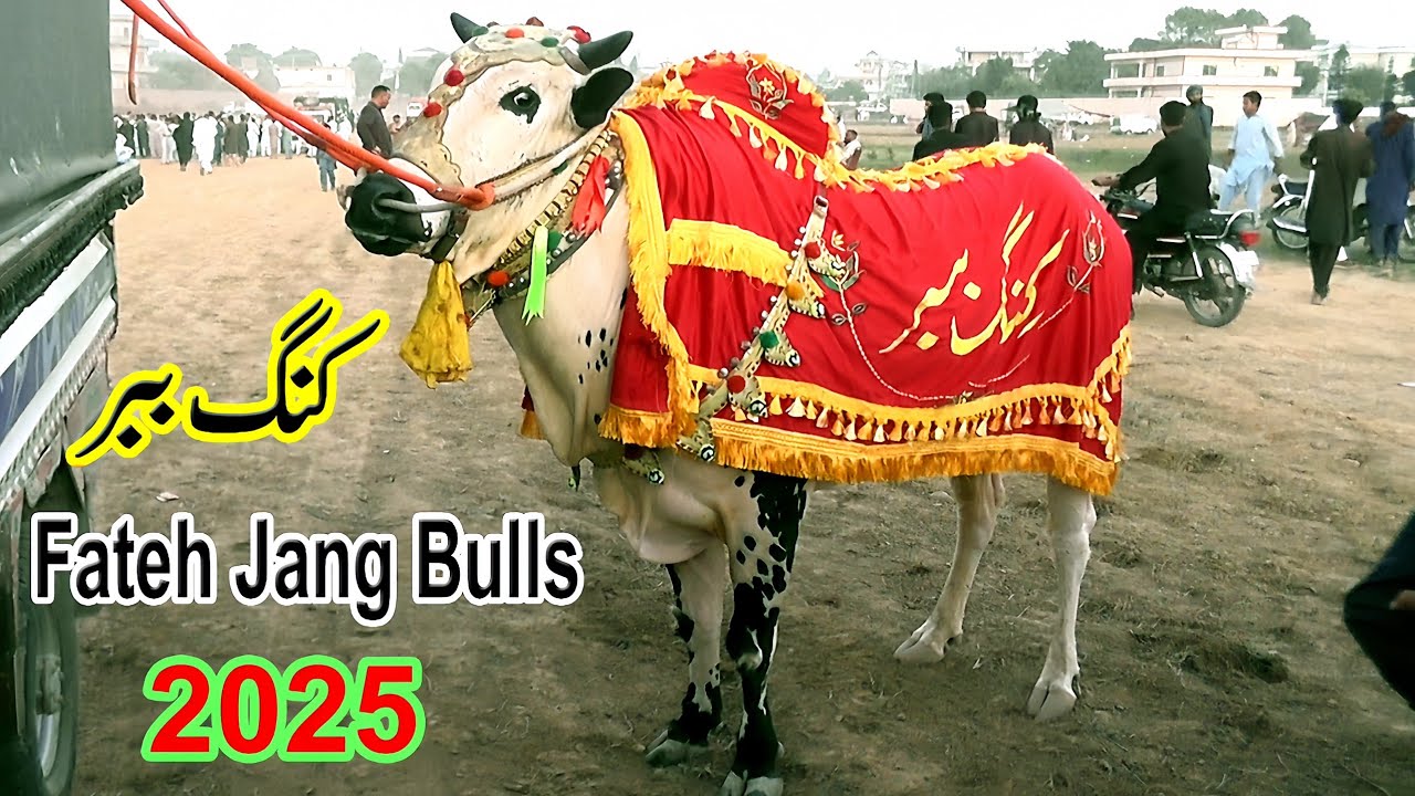 King Babar | Fateh Jang Bulls  2025 | Season 2025 Qazejee