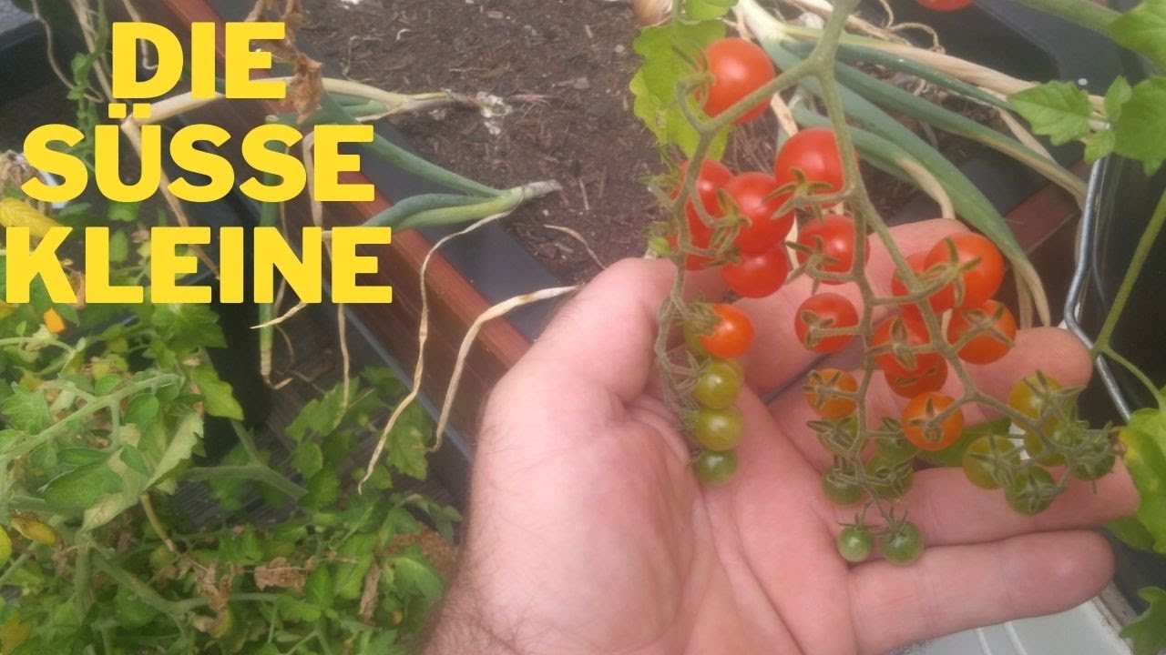 Tomatensorten : Sortenprofil Johannisbeertomate Wildtomate