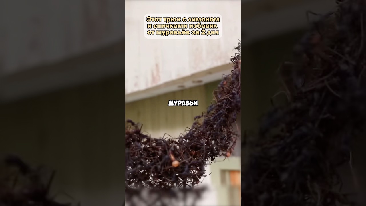 Как за 2 дня избавиться от муравьёв #рецепт #дача #садоводничество