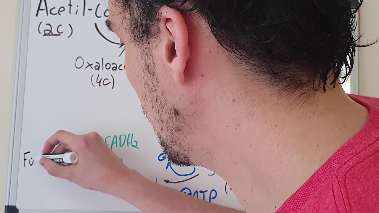 Ciclo de Krebs