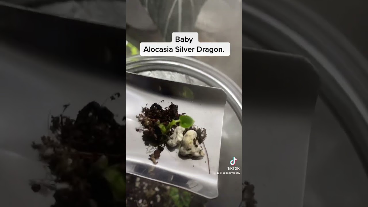 Baby Alocasia Silver Dragon. 