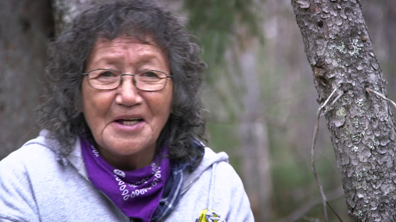 Plant Wisdom - Dechı̨tah T&rsquo;ahsı́ı Nezh&eacute;h Met&rsquo;&aacute;hod&eacute;ɂ&aacute; - Dehcho First Nations