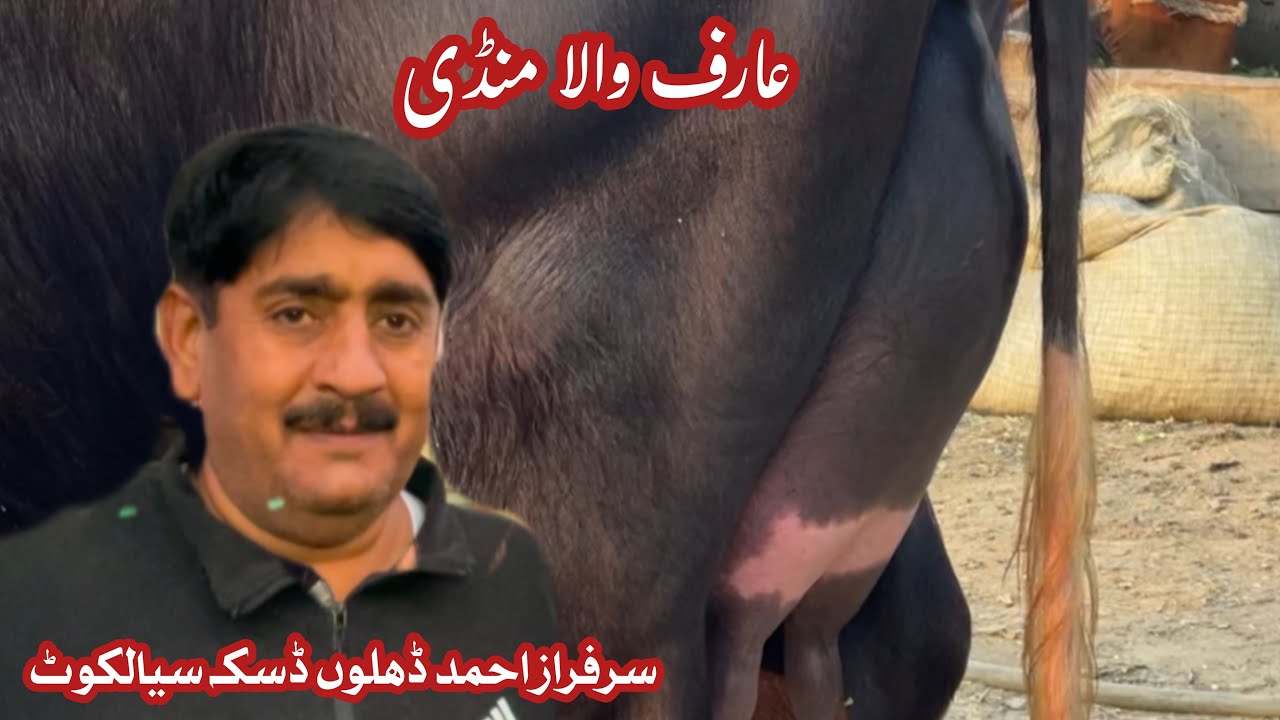 پاکستان کی ٹاپ منڈی عارف والا | بھائ سرفراز احمد ڈھلوں ڈسکہ سیالکوٹ 11 دسمبر  | Pakpattan Punjab Tv